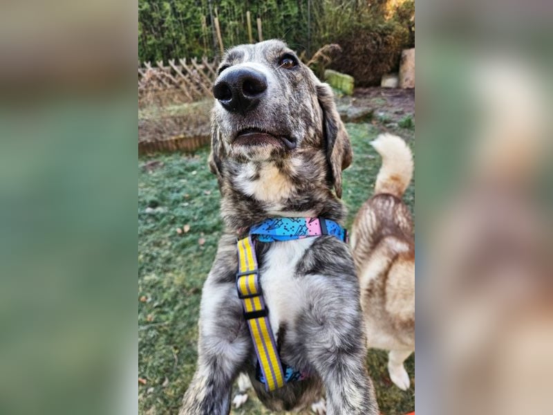 Perla sucht eine Familie