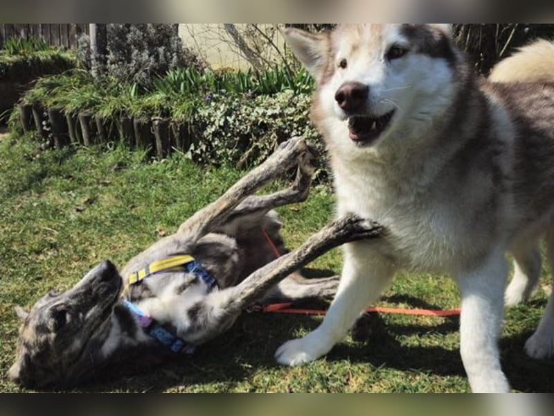 Perla sucht eine Familie