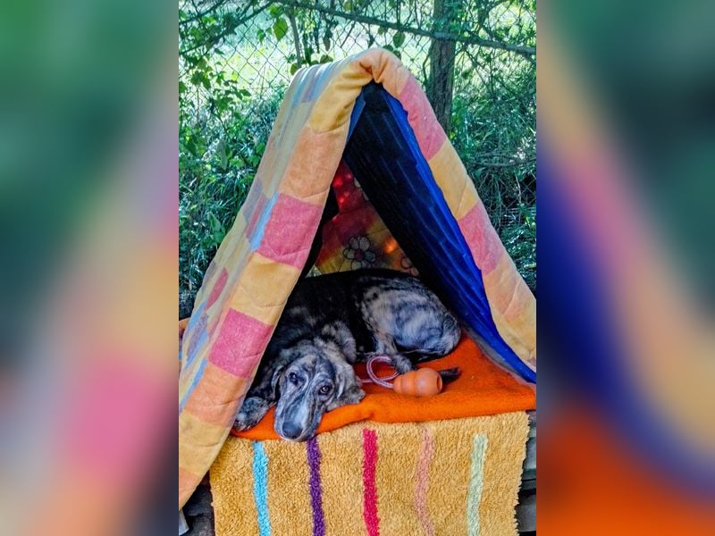 Perla sucht eine Familie