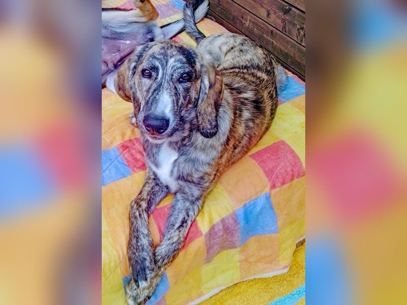 Perla sucht eine Familie