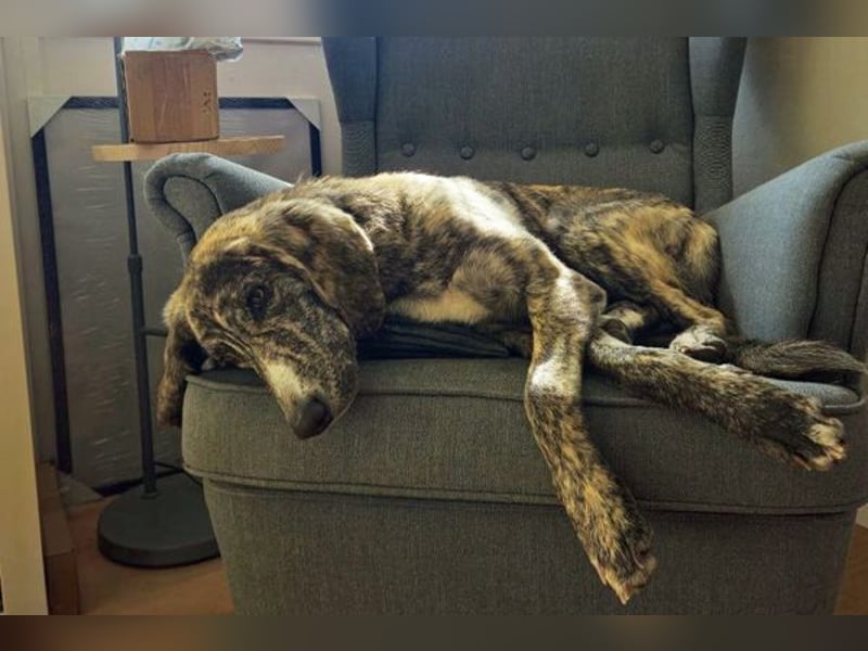 Perla sucht eine Familie