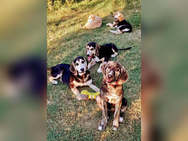 Perla sucht eine Familie