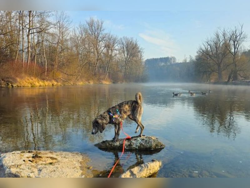 Perla sucht eine Familie