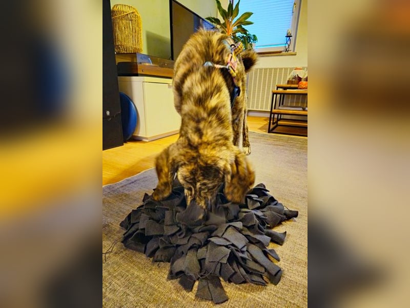 Perla sucht eine Familie