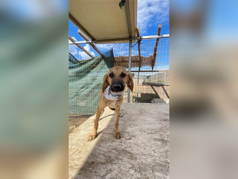 Luna - Segugio Italiano Welpe sucht Liebhaber