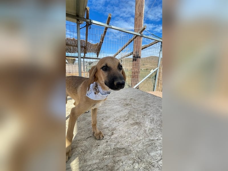 Luna - Segugio Italiano Welpe sucht Liebhaber