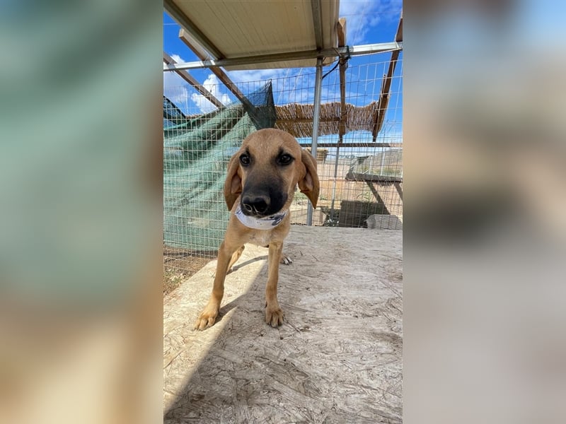 Luna - Segugio Italiano Welpe sucht Liebhaber