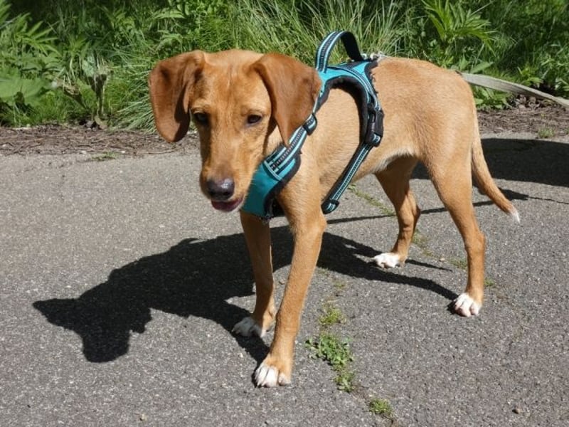 Emma - ein Schatz auf vier Pfoten