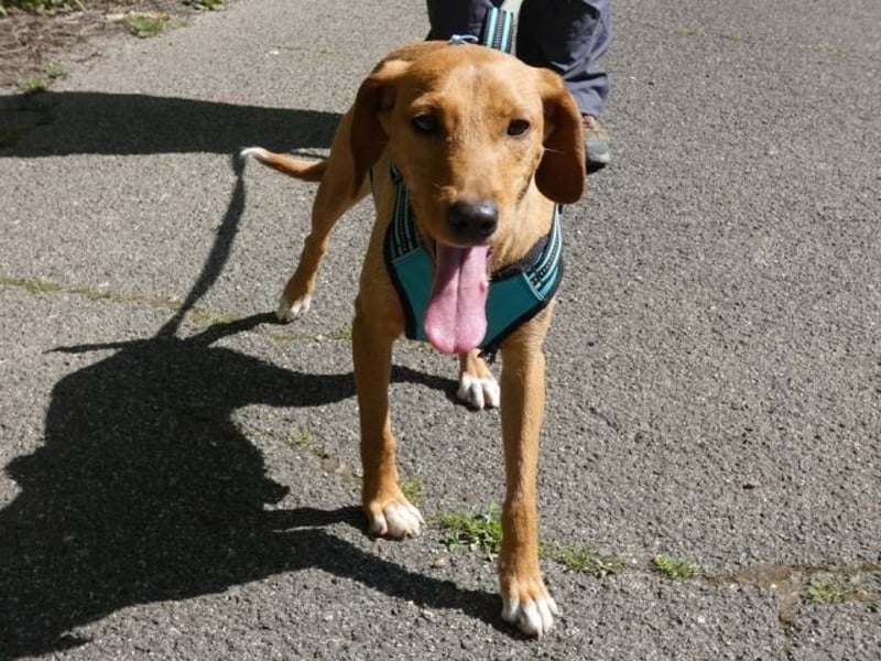 Emma - ein Schatz auf vier Pfoten