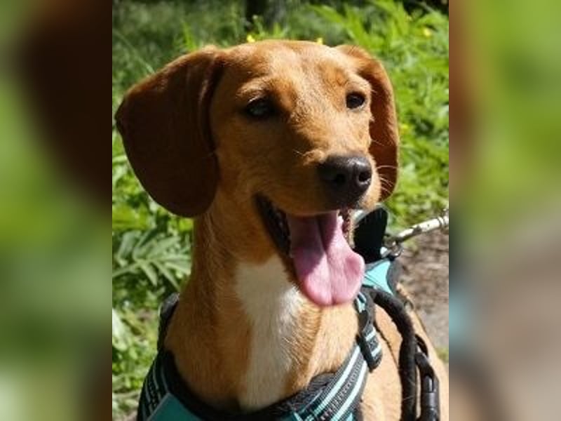 Emma - ein Schatz auf vier Pfoten