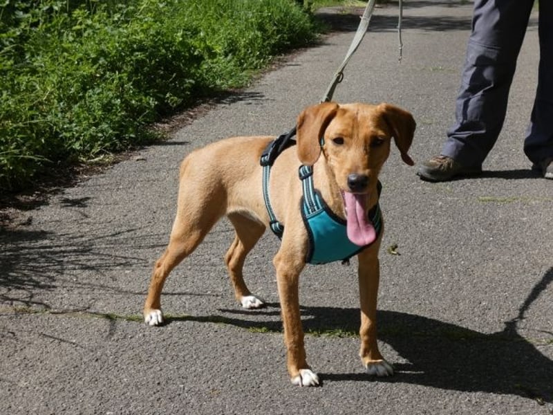 Emma - ein Schatz auf vier Pfoten