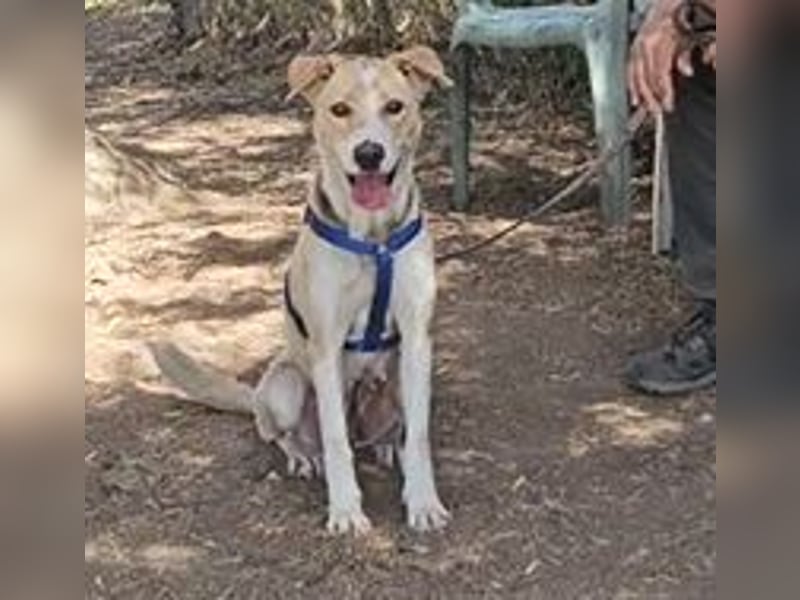 Lucy: tolle Familienhündin in schöner Größe