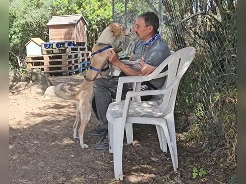 Lucy: tolle Familienhündin in schöner Größe