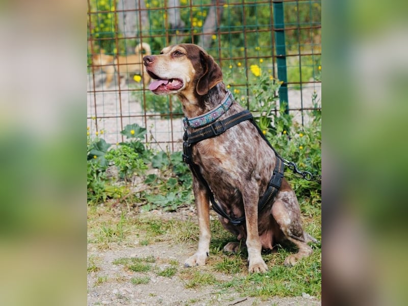 Patty - Herzensgute Jagdhunddame sucht ihr Für-immer-Zuhause