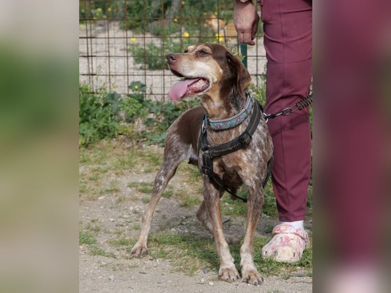 Patty - Herzensgute Jagdhunddame sucht ihr Für-immer-Zuhause