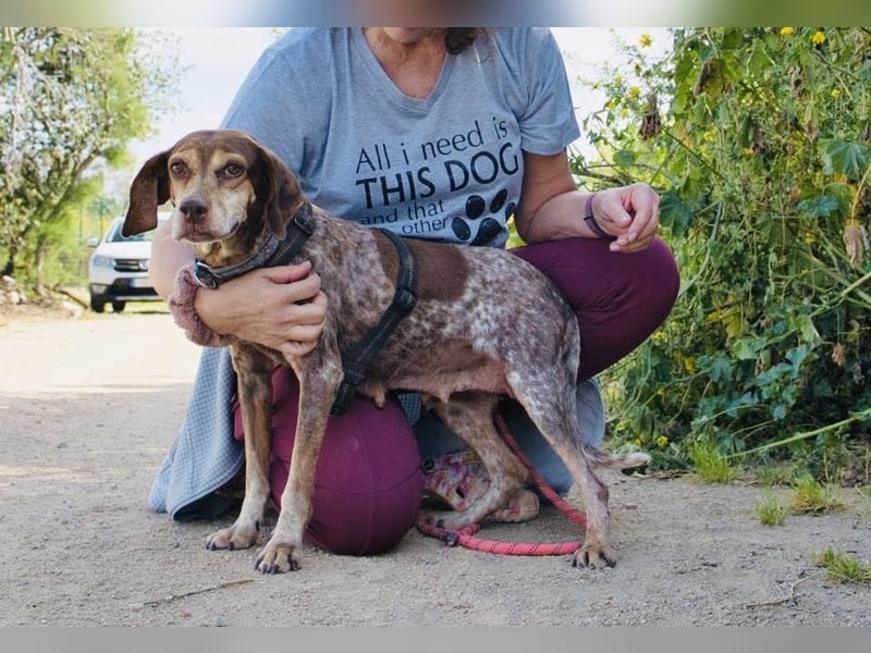 Patty - Herzensgute Jagdhunddame sucht ihr Für-immer-Zuhause
