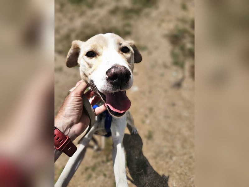 Lucy: tolle Familienhündin in schöner Größe