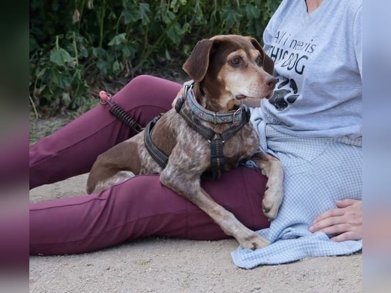 Patty - Herzensgute Jagdhunddame sucht ihr Für-immer-Zuhause