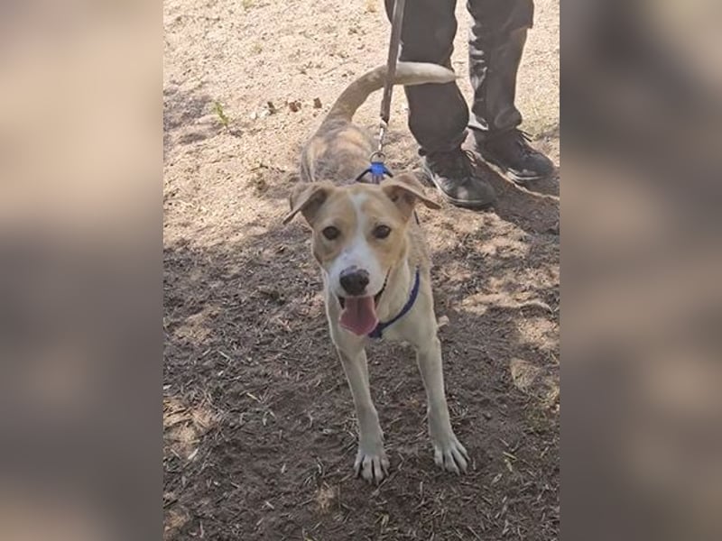 Lucy: tolle Familienhündin in schöner Größe