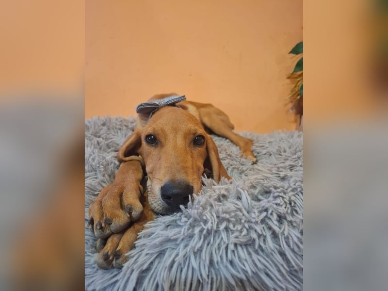 Ross, a.d.Tierschutz, anhänglich, liebenswert