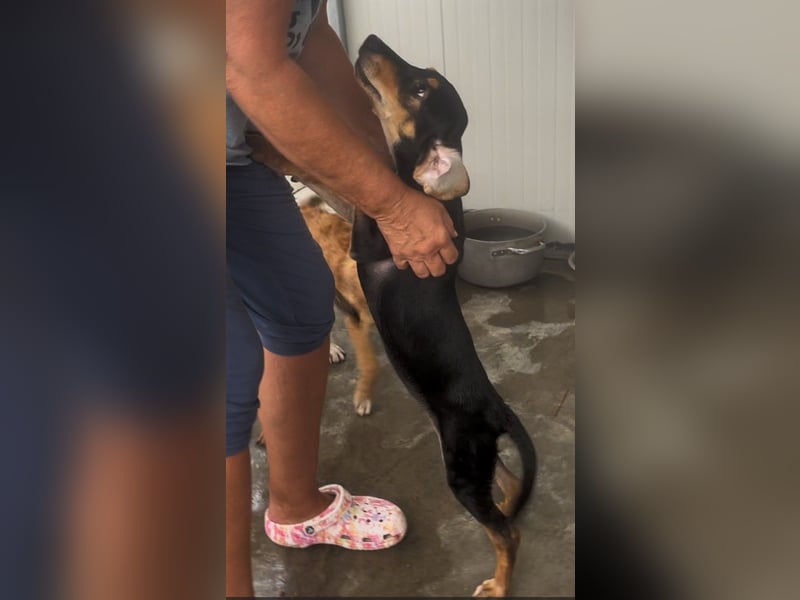 Ginevra: wer verliebt sich in die Schlappohr-Maus?