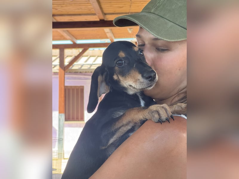 Ginevra: wer verliebt sich in die Schlappohr-Maus?