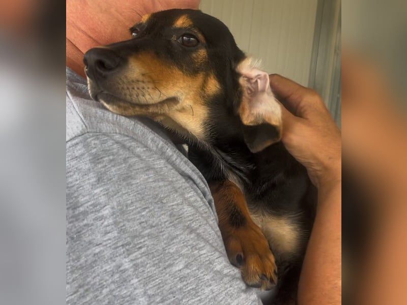 Ginevra: wer verliebt sich in die Schlappohr-Maus?