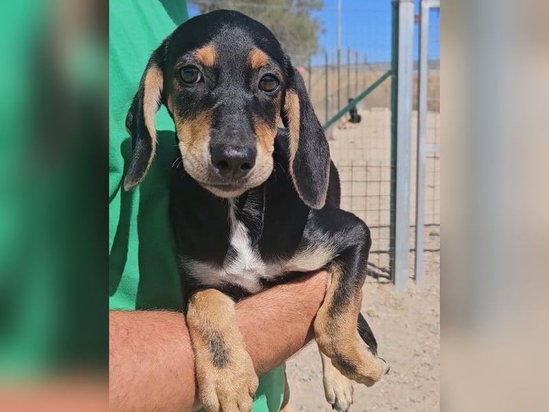 Ginevra: wer verliebt sich in die Schlappohr-Maus?