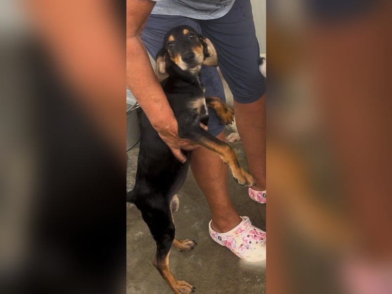 Ginevra: wer verliebt sich in die Schlappohr-Maus?