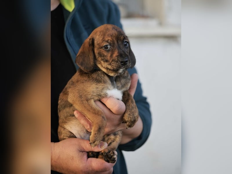 Dalton - Eine Mama, zehn Welpen und der Wunsch nach einem Zuhause