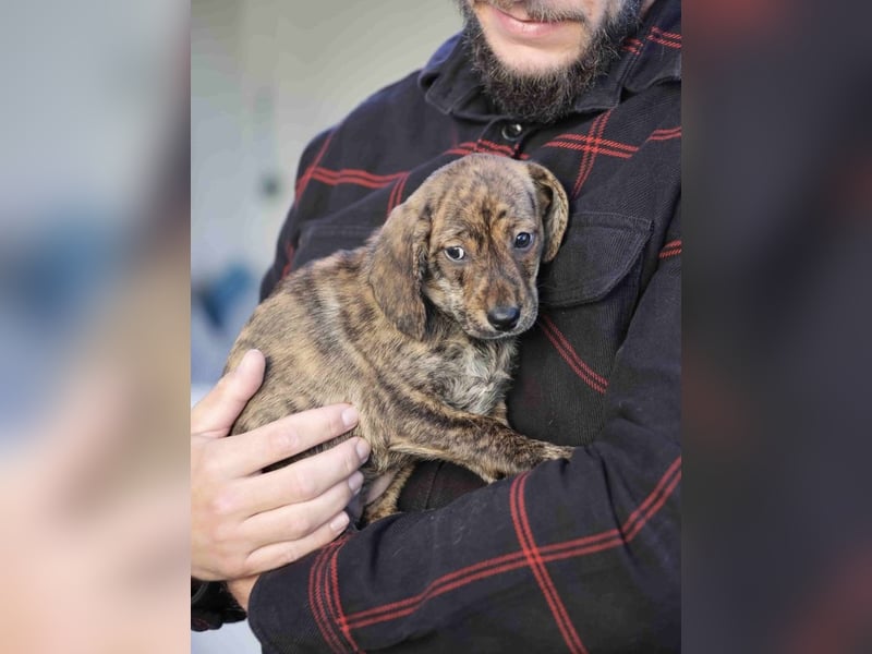 Daisy - Eine Mama, zehn Welpen und der Wunsch nach einem Zuhause