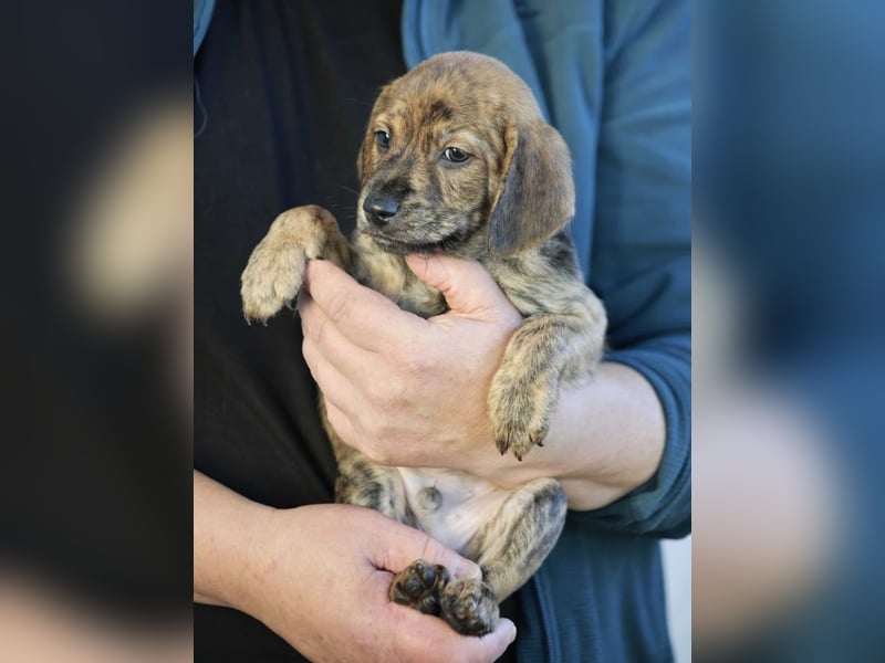 Duncan - Eine Mama, zehn Welpen und der Wunsch nach einem Zuhause