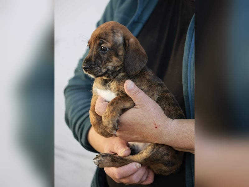 Dalton - Eine Mama, zehn Welpen und der Wunsch nach einem Zuhause