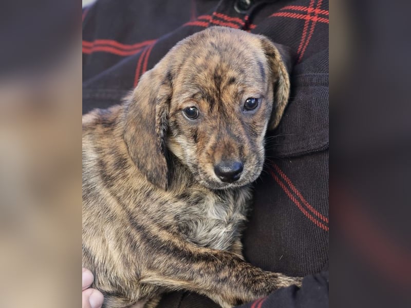 Daisy - Eine Mama, zehn Welpen und der Wunsch nach einem Zuhause