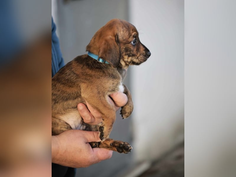Dalton - Eine Mama, zehn Welpen und der Wunsch nach einem Zuhause