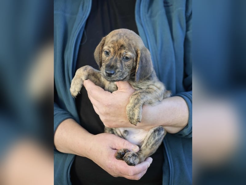 Duncan - Eine Mama, zehn Welpen und der Wunsch nach einem Zuhause