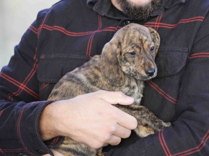 Daisy - Eine Mama, zehn Welpen und der Wunsch nach einem Zuhause