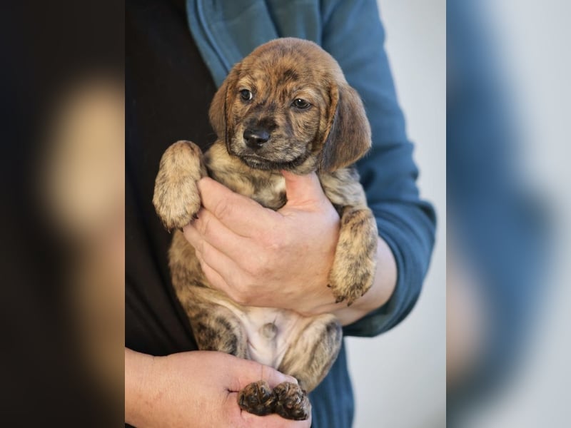 Duncan - Eine Mama, zehn Welpen und der Wunsch nach einem Zuhause