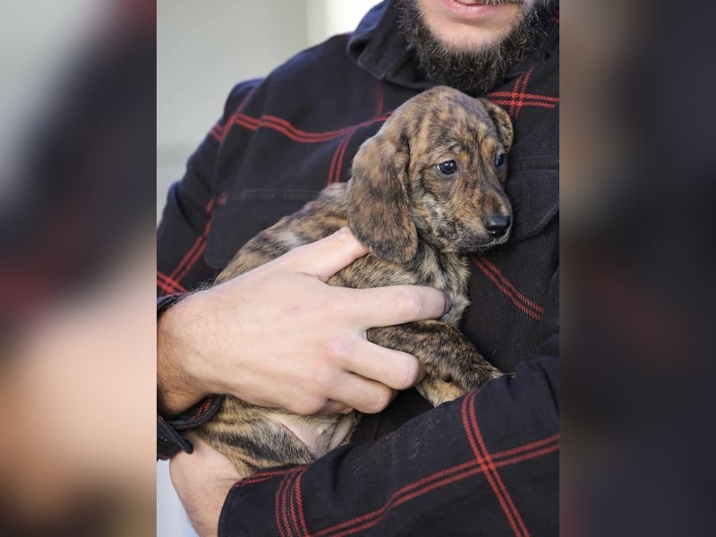 Daisy - Eine Mama, zehn Welpen und der Wunsch nach einem Zuhause