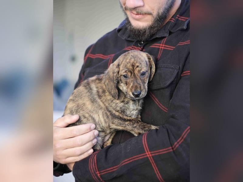 Daisy - Eine Mama, zehn Welpen und der Wunsch nach einem Zuhause