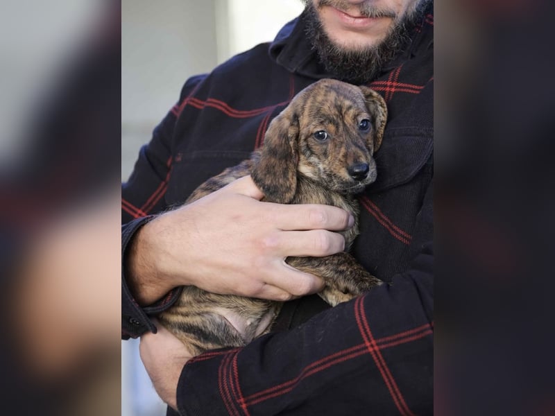 Daisy - Eine Mama, zehn Welpen und der Wunsch nach einem Zuhause