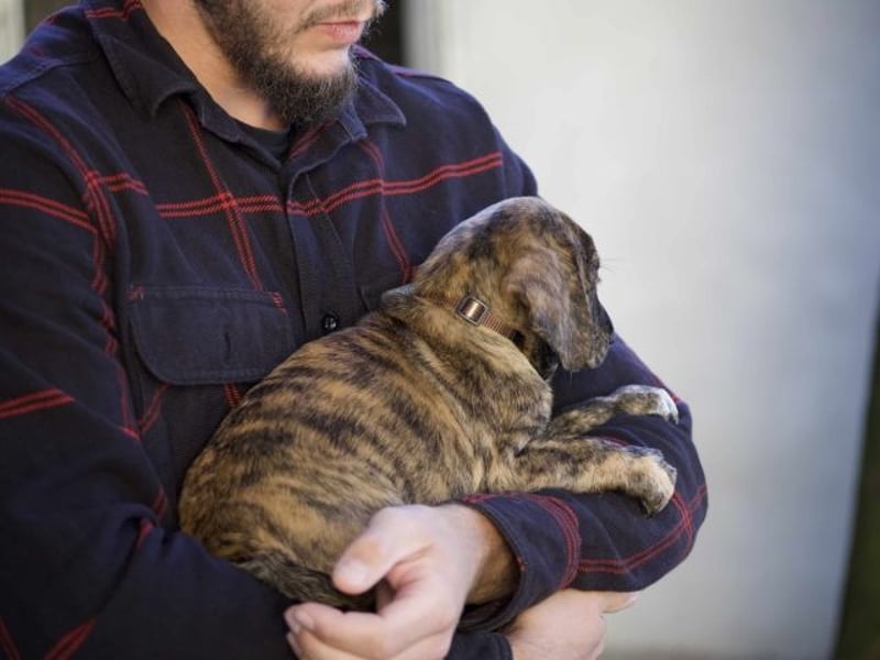 Daiki - Eine Mama, zehn Welpen und der Wunsch nach einem Zuhause