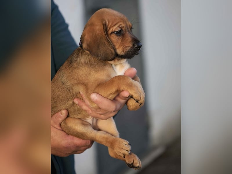 Dante - Eine Mama, zehn Welpen und der Wunsch nach einem Zuhause