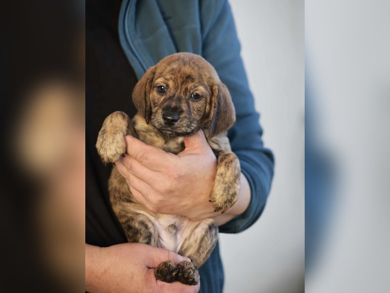 Duncan - Eine Mama, zehn Welpen und der Wunsch nach einem Zuhause