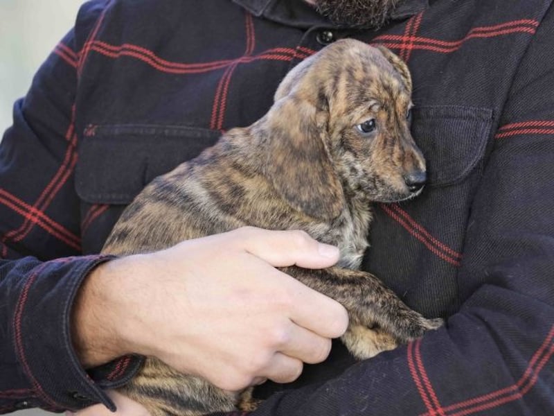 Daisy - Eine Mama, zehn Welpen und der Wunsch nach einem Zuhause
