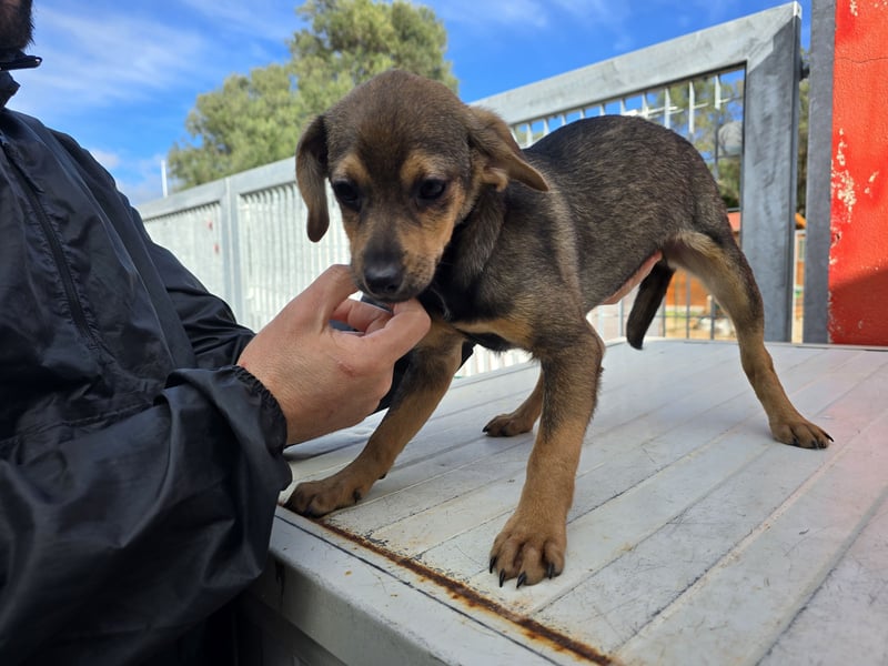Nico: mit Mama und Papa ins Tierheim