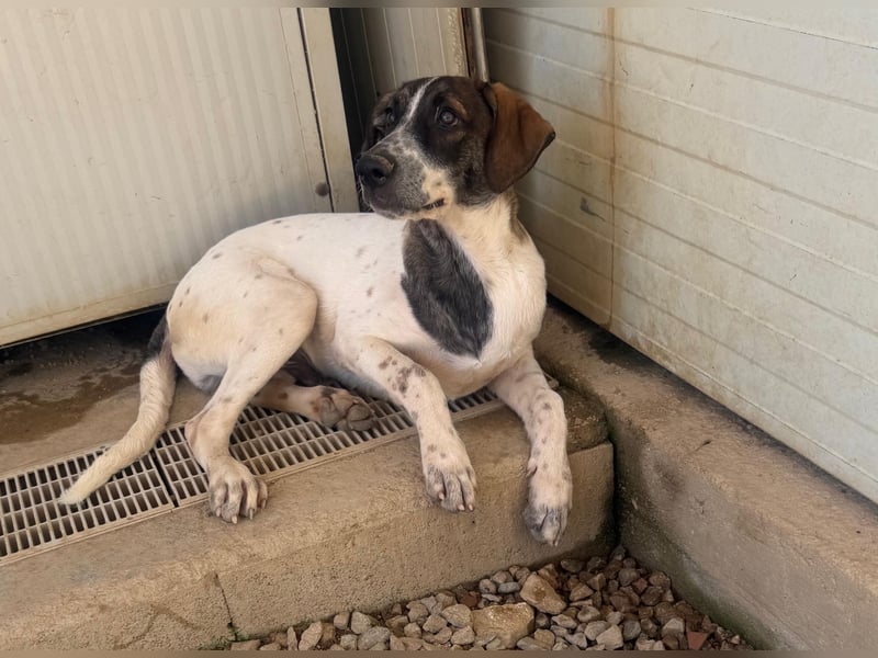 Steven: Familienhund in schöner Größe