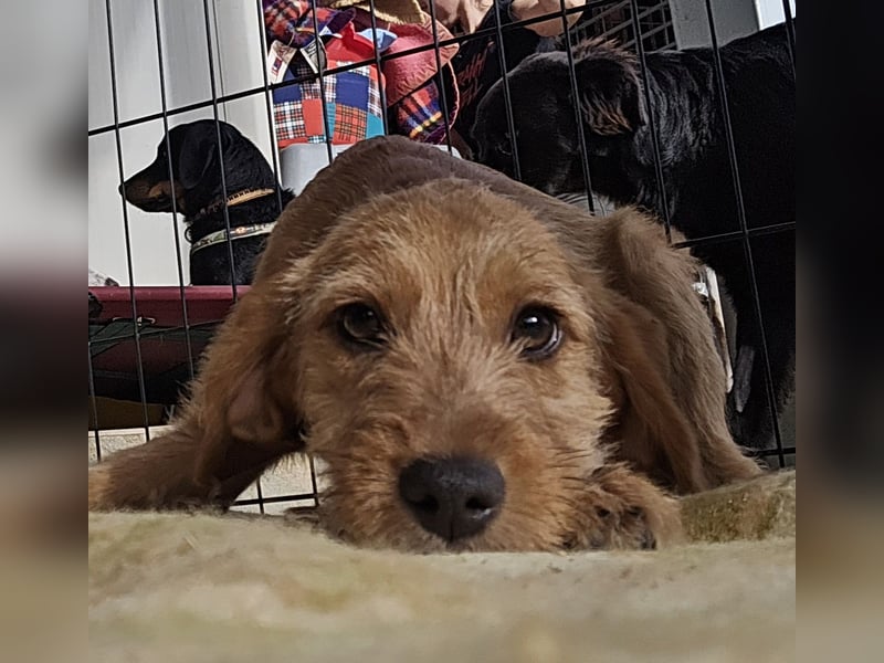 Simona: süße Zuckerschnute