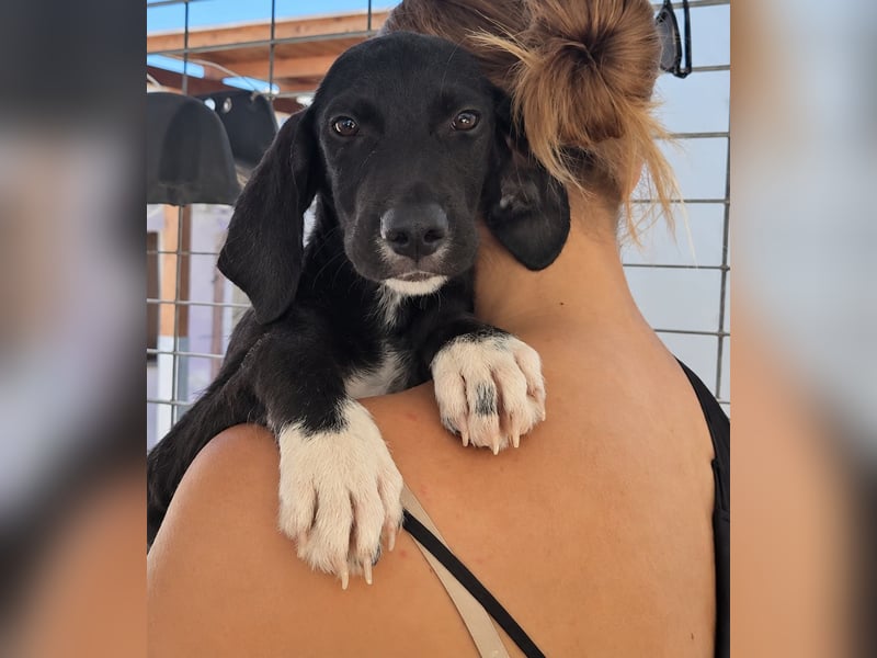 Marino: kleiner Schatz sucht Kuschelplatz
