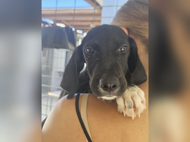 Marino: kleiner Schatz sucht Kuschelplatz